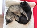 Chelsea und Slim (4)